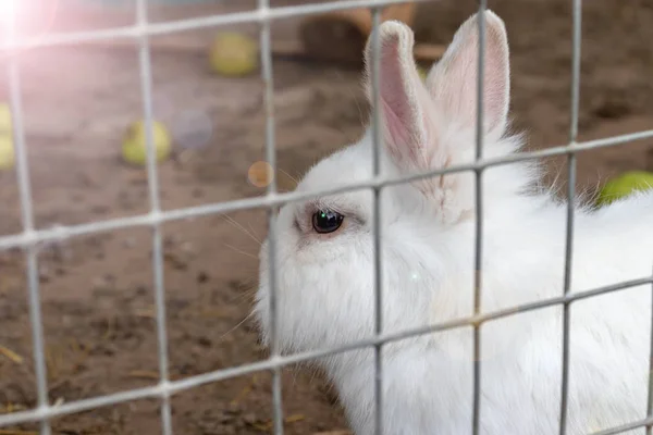 Домашня пухнаста біла ферма кролик в клітці на тваринницькій фермі. Продукти харчування тварин, що ростуть у клітці — стокове фото