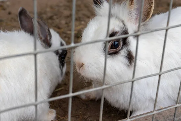 Домашні пухнасті біло-чорні плямисті ферми кролика за ґратами клітки на тваринницькій фермі. Продукти харчування тварин, що ростуть у клітці — стокове фото