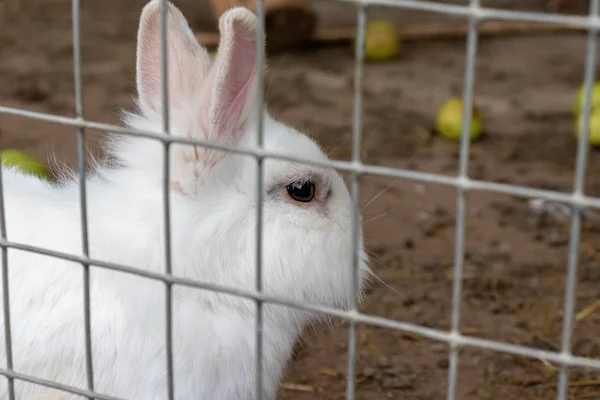 Домашня пухнаста біла ферма кролик в клітці на тваринницькій фермі. Продукти харчування тварин, що ростуть у клітці — стокове фото