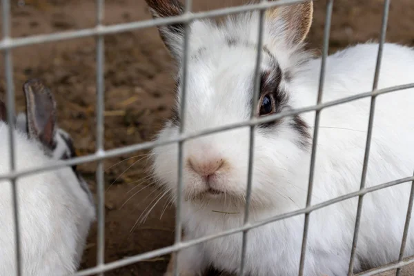 Binnenlandse harige witte en zwarte gevlekte boerderij konijn Bunny achter de bars van kooi op Animal Farm. Veevoeder dieren die in kooi groeien — Stockfoto