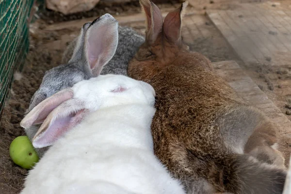 Drie binnenlandse harige witte en grijze boerderij konijnen Bunny slapen in kooi op Animal Farm. Veevoeder dieren die in kooi groeien — Stockfoto