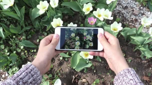 Bahar bahçesinde akıllı telefon kullanarak lale çiçekleri video veya fotoğraf yapma genç bir çocuk — Stok video