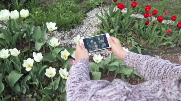 Bahar bahçesinde akıllı telefon kullanarak lale çiçekleri video veya fotoğraf yapma genç bir çocuk — Stok video