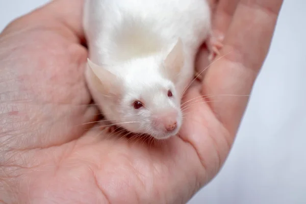 Kleine hübsche weiße Labormaus auf einer Hand aus nächster Nähe — Stockfoto