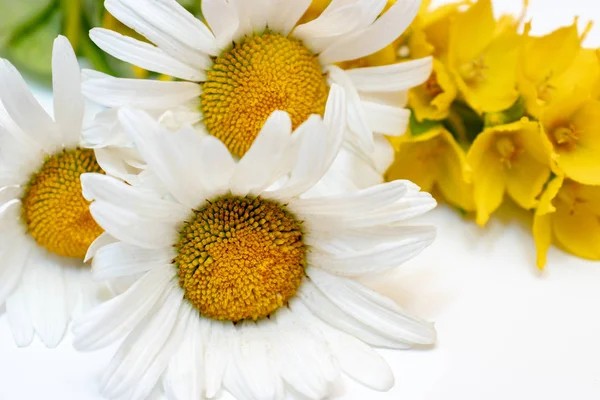 흰색 배경에 목초지 필드 꽃 카모마일, 데이지와 노란색 리시마치아 — 스톡 사진