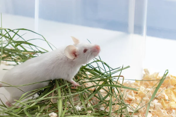 Biała mysz laboratorium Albino siedzi w zielonej suszonej trawie, siano z kopią przestrzeni. Cute Little gryzoni kaganiec bliska, zwierzę zwierząt koncepcji — Zdjęcie stockowe