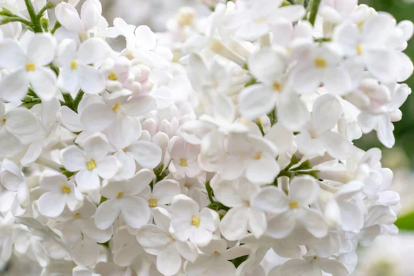 Tender delicadas flores brancas lilás e botões na primavera dia ensolarado de perto — Fotografia de Stock