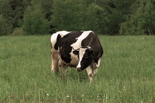 Holstein svart och Vitfläckig mjölkko stående på en grön landsbygd betesmark, mjölkkor bete i byn — Stockfoto