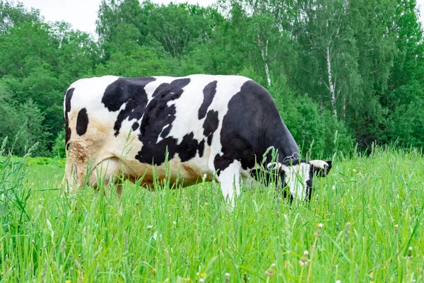 緑の農村牧草地に立つホルシュタイン黒と白の斑点ミルク牛、村で乳牛の放牧 — ストック写真