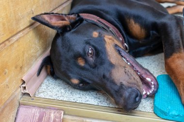 Büyük siyah ve tan kesilmiş doberman pinscher kesilmiş kulakları katta yatan ve kamera bakarak