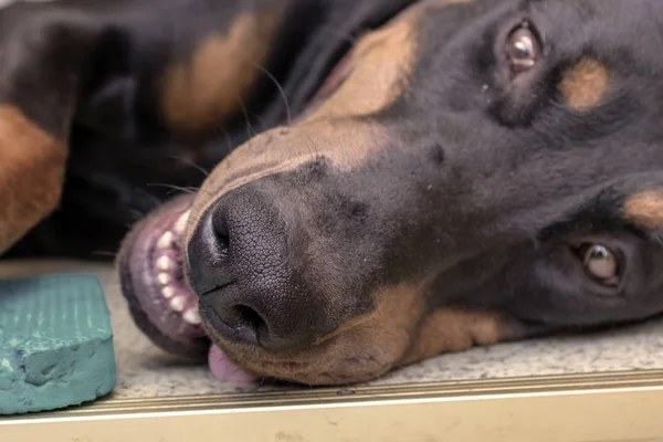 Big black and tan cropped doberman pinscher with cut ears lying on the floor and looking in camera — Stock Photo, Image