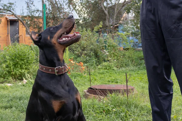 Grande negro y bronceado doberman pinscher con las orejas cortadas sentado cerca de su dueño y la ejecución de las órdenes, un perro manejador entrena al perro — Foto de Stock