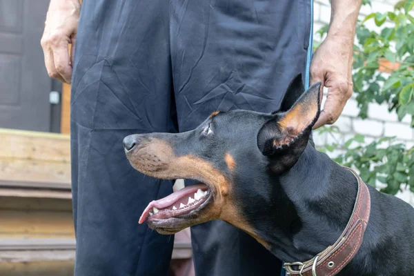 Big black and tan cropped doberman pinscher with cut ears sitting near its owner and executing the commands, a dog handler trains the dog — Stock Photo, Image