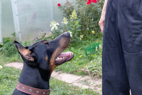 Big black and tan cropped doberman pinscher with cut ears sitting near its owner and executing the commands, a dog handler trains the dog — Stock Photo, Image
