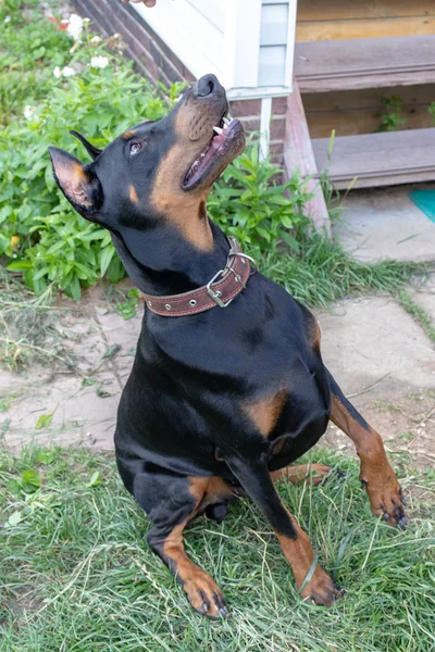 Big black and tan doberman pinscher with cut ears sitting on the grass and looking up — Stock Photo, Image