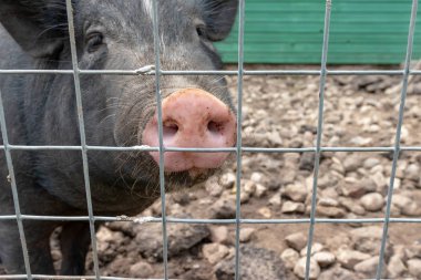 Black cute pig with a pink snout nose behind the metal mesh fence in the country farm, copy space clipart
