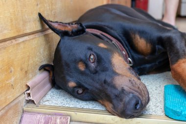 Büyük siyah ve tan kesilmiş doberman pinscher kesilmiş kulakları katta yatan ve kamera bakarak
