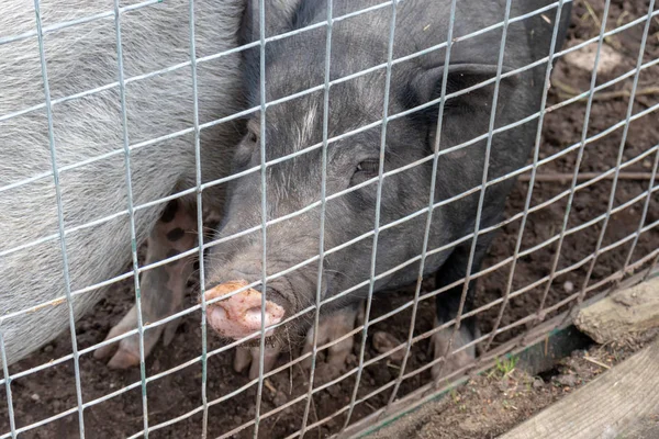 Porcos bonitos pretos com um nariz de focinho rosa atrás da cerca de malha de metal na fazenda rural — Fotografia de Stock