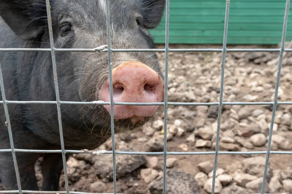 Black cute pig with a pink snout nose behind the metal mesh fence in the country farm, copy space