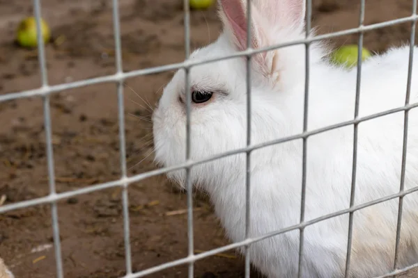 Binnenlandse harige witte boerderij konijn Bunny in kooi op Animal Farm. Veevoeder dieren die in kooi groeien — Stockfoto