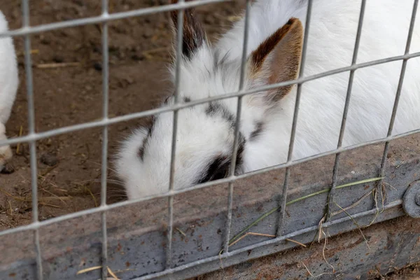 Binnenlandse harige witte en zwarte gevlekte boerderij konijn Bunny achter de bars van kooi op Animal Farm. Veevoeder dieren die in kooi groeien — Stockfoto