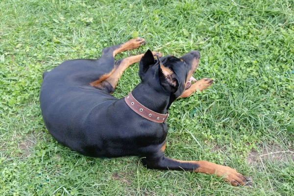 Big black and tan doberman pinscher with cut ears lying on the grass — Stock Photo, Image