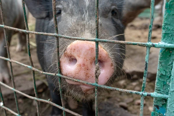 Nero maiale carino con un naso muso rosa da vicino dietro la recinzione in rete metallica nella fattoria di campagna Immagine Stock