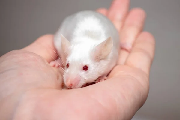 手をクローズアップに小さなかわいい白い実験室のマウス — ストック写真