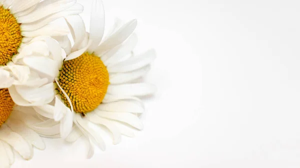Gyönyörű Kamilla Margaréta virágok, gyógynövények fehér háttérrel a másolási tér — Stock Fotó