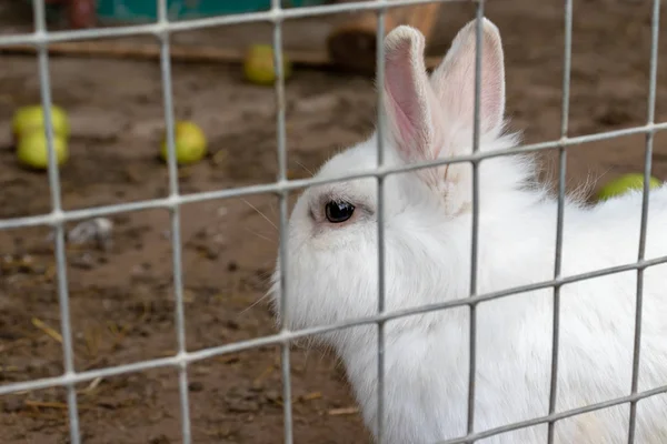 Домашня пухнаста біла ферма кролик в клітці на тваринницькій фермі. Продукти харчування тварин, що ростуть у клітці — стокове фото