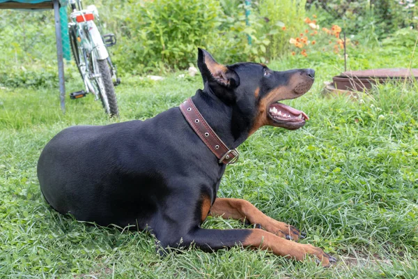 Gros doberman noir et beige pinscher avec des oreilles coupées couchées sur l'herbe — Photo