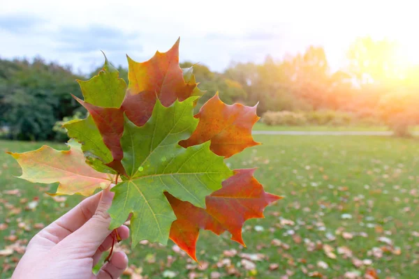 Mão segurando outono folhas de bordo coloridas e o parque ensolarado no fundo, conceito indiano de verão, espaço de cópia — Fotografia de Stock