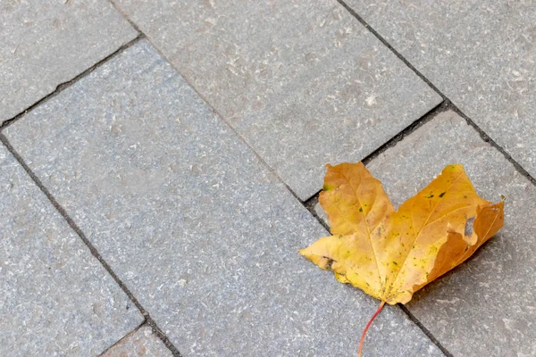 Lonely autumn dry yellow leaf lyind on a paved road with copy space — Stock Photo, Image