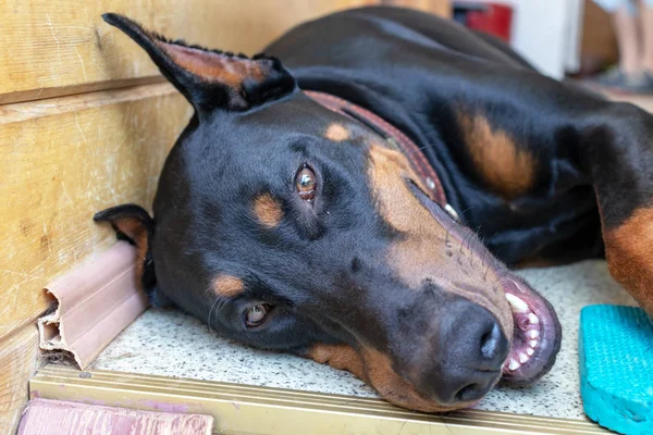 Big black and tan cropped doberman pinscher with cut ears lying on the floor and looking in camera — Stock Photo, Image