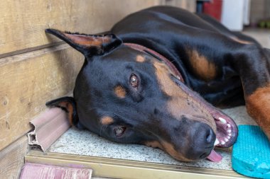 Büyük siyah ve tan kesilmiş doberman pinscher kesilmiş kulakları katta yatan ve kamera bakarak