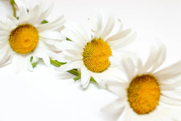 Gyönyörű Kamilla Margaréta virágok, gyógynövények fehér háttér — Stock Fotó