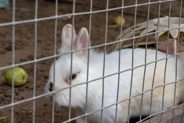 Binnenlandse harige witte boerderij konijn Bunny in kooi op Animal Farm. Veevoeder dieren die in kooi groeien — Stockfoto