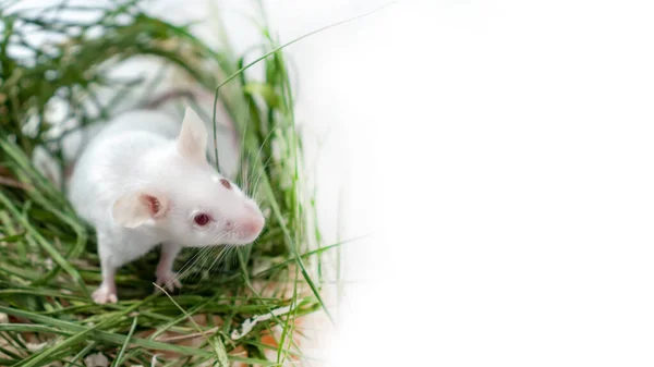 Biała mysz laboratorium Albino siedzi w zielonej suszonej trawie, siano z kopią przestrzeni. Cute Little gryzoni kaganiec bliska, zwierzę zwierząt koncepcji — Zdjęcie stockowe