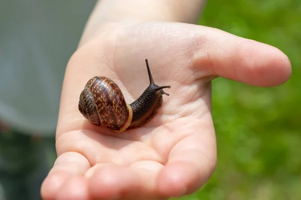 Ein Kind hält eine essbare Schnecke fructicicola fruticum aus nächster Nähe in der Hand, sonniger Tag im Sommer — Stockfoto