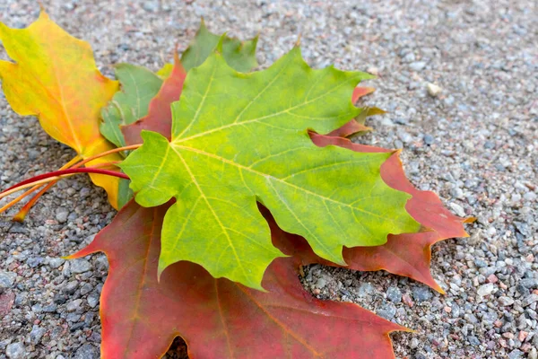 Folhas de outono coloridas do bordo de açúcar, acer saccharum close-up - principal fonte de seiva para fazer xarope — Fotografia de Stock