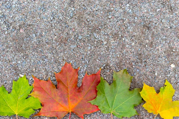 Colorful autumn fall maple leaves on the ground with copy space