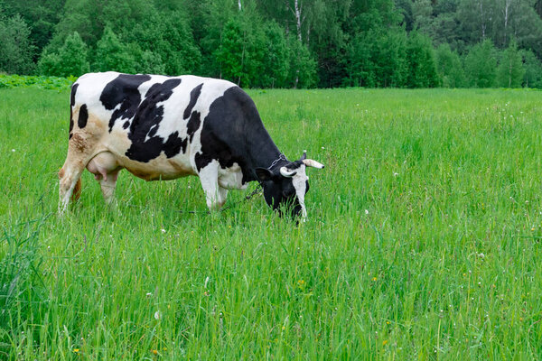 Holstein black and white spotted milk cow standing on a green rural pasture, dairy cattle grazing in the village with copy space