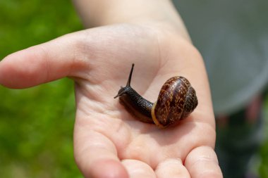 Yenebilir bir salyangoz tutan bir çocuk Fructicicola fruticum elinizin altında, yazın güneşli bir gün.