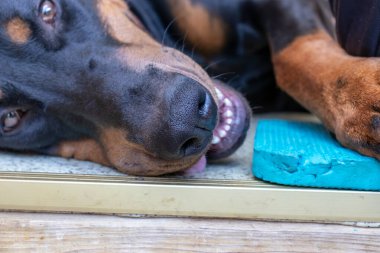 Büyük siyah ve tan kesilmiş doberman pinscher kesilmiş kulakları katta yatan ve kamera bakarak