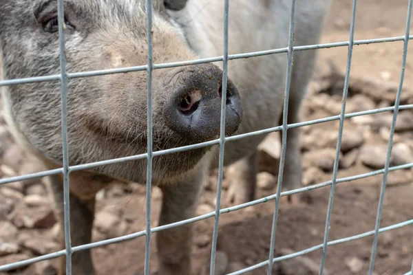 在乡村农场的金属网围栏后面，黑色可爱的猪与黑色鼻子 — 图库照片