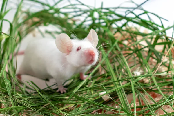 Biała mysz laboratorium Albino siedzi w zielonej suszonej trawie, siano. Cute Little gryzoni kaganiec bliska, zwierzę zwierząt koncepcji — Zdjęcie stockowe