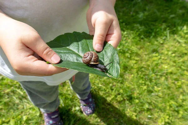 Дитина, що тримає їстівну равлику Фруктичікола фруктовий на зеленому листі, літній час — стокове фото