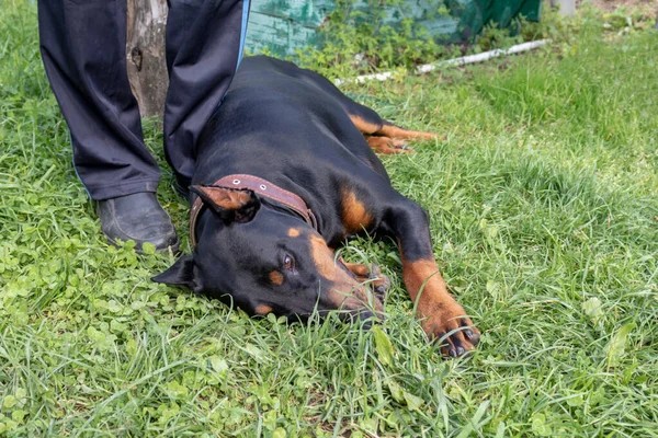 Big black and tan doberman pinscher with cut ears lying on the grass near its owner, dog handler — Stock Photo, Image