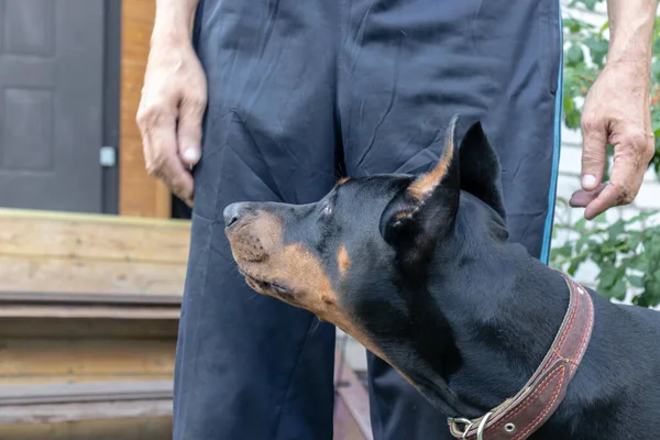 Big black and tan cropped doberman pinscher with cut ears sitting near its owner and executing the commands, a dog handler trains the dog — Stock Photo, Image