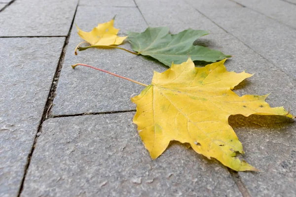 Outono colorido queda folhas de bordo no pavimento com espaço de cópia — Fotografia de Stock